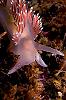 Nudi Closeup